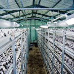 КТП для питания производства по выращиванию грибов в Краснодарском крае