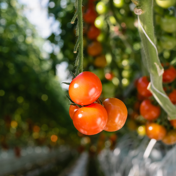 Высокотехнологичные решения для выращивания томатов: оборудование КЭАЗ используют в тепличном комплексе 5-го поколения